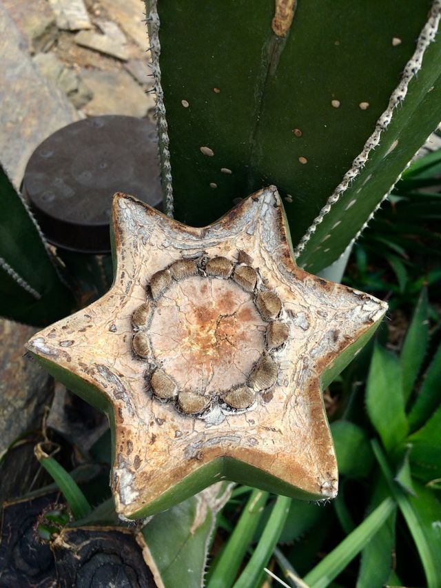Cactus