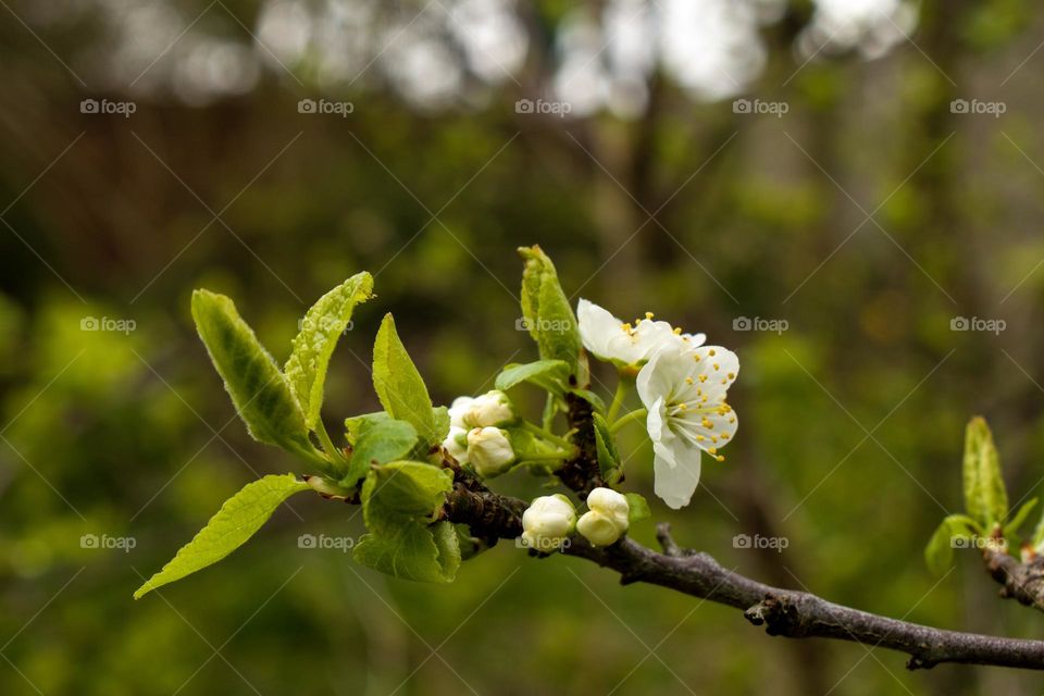 white blooming flowers in the spring