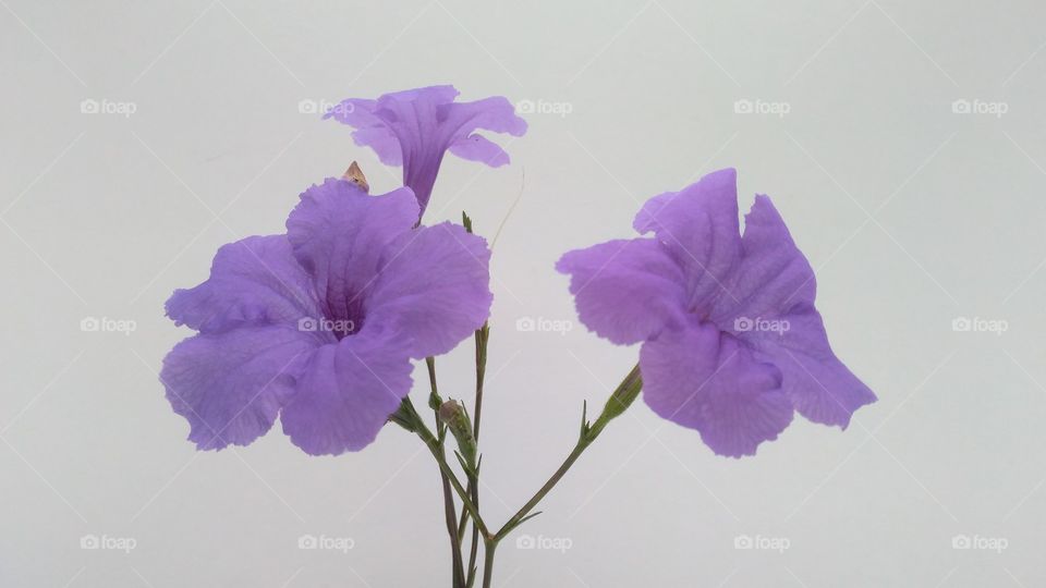purple flowers on white background