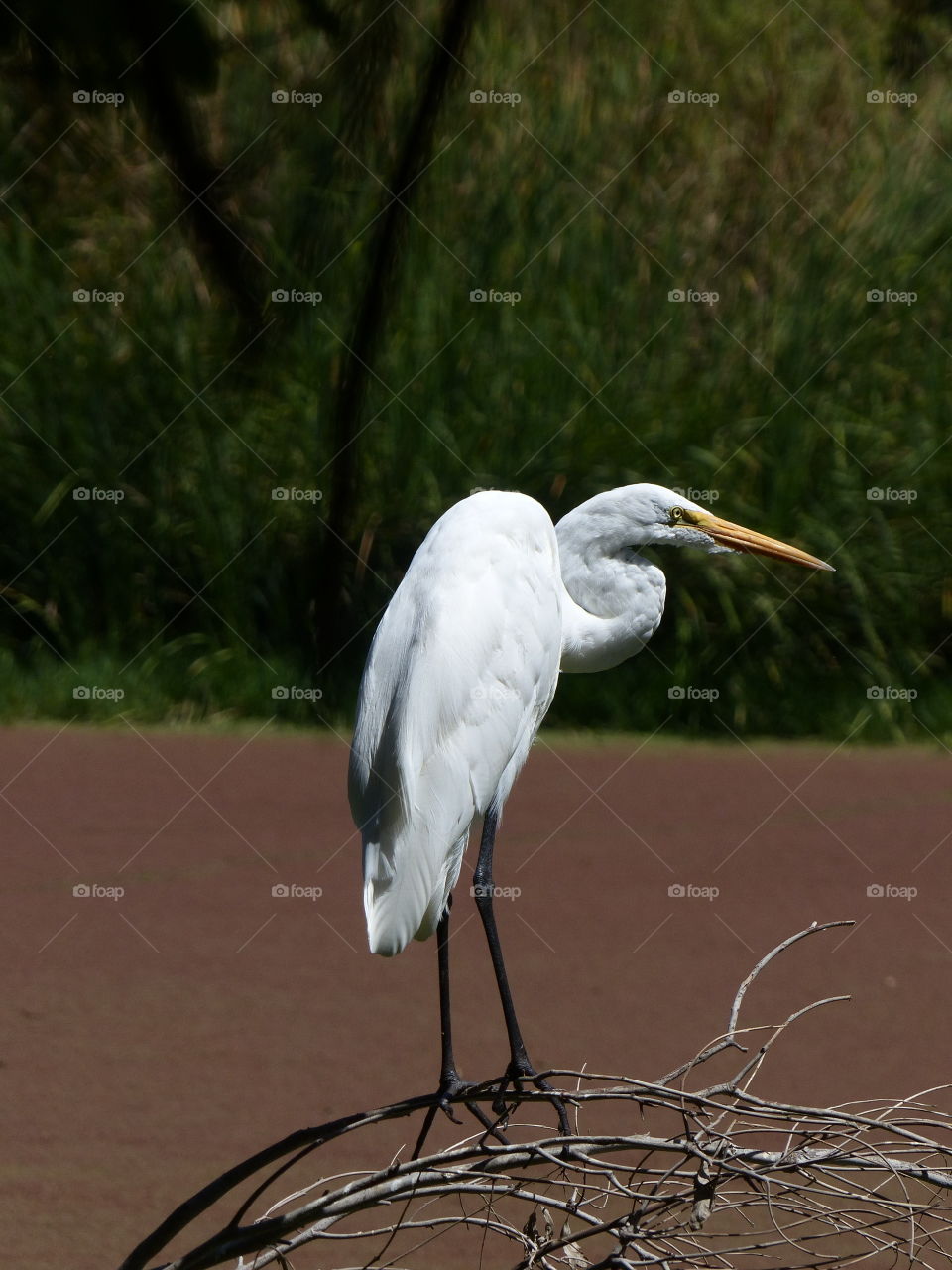 Great egret 