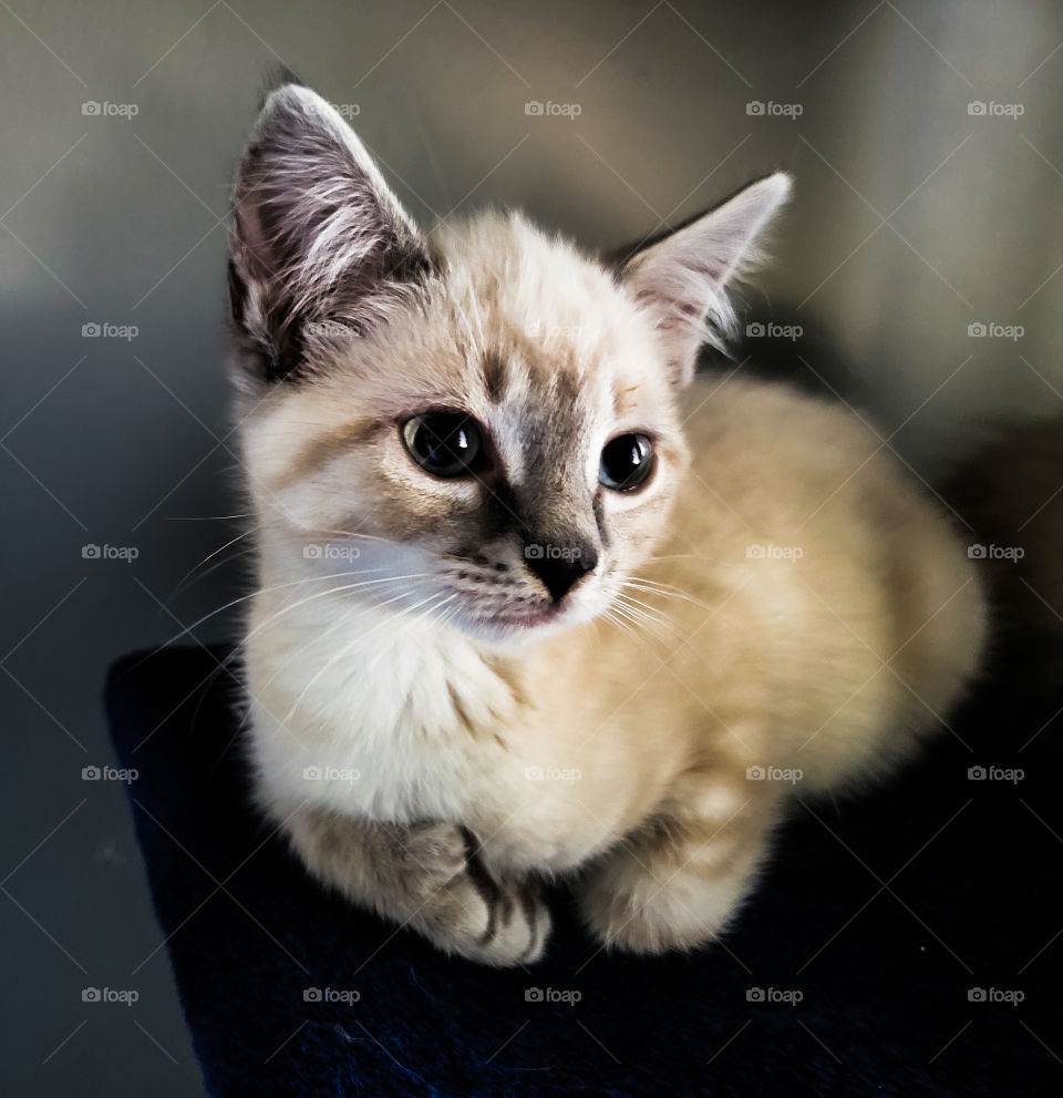 kitten posing on stand