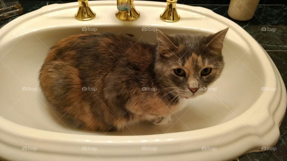 My sweet CiCi, hard to believe she was feral & sadly abused before her rescue.