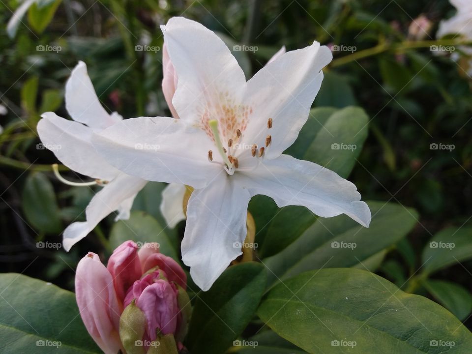 Tree blossom