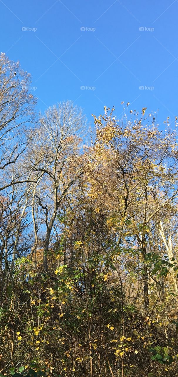 Trees end of autumn