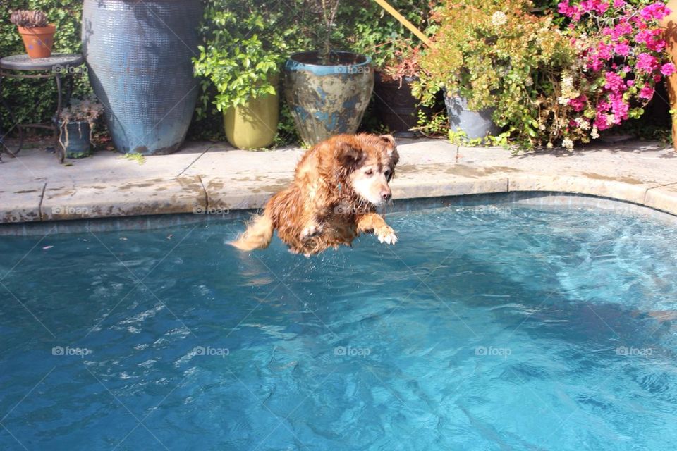 Diving Dog