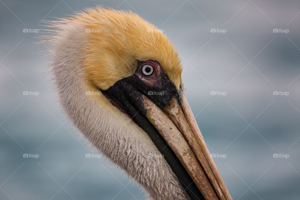 Profile view of Pelican