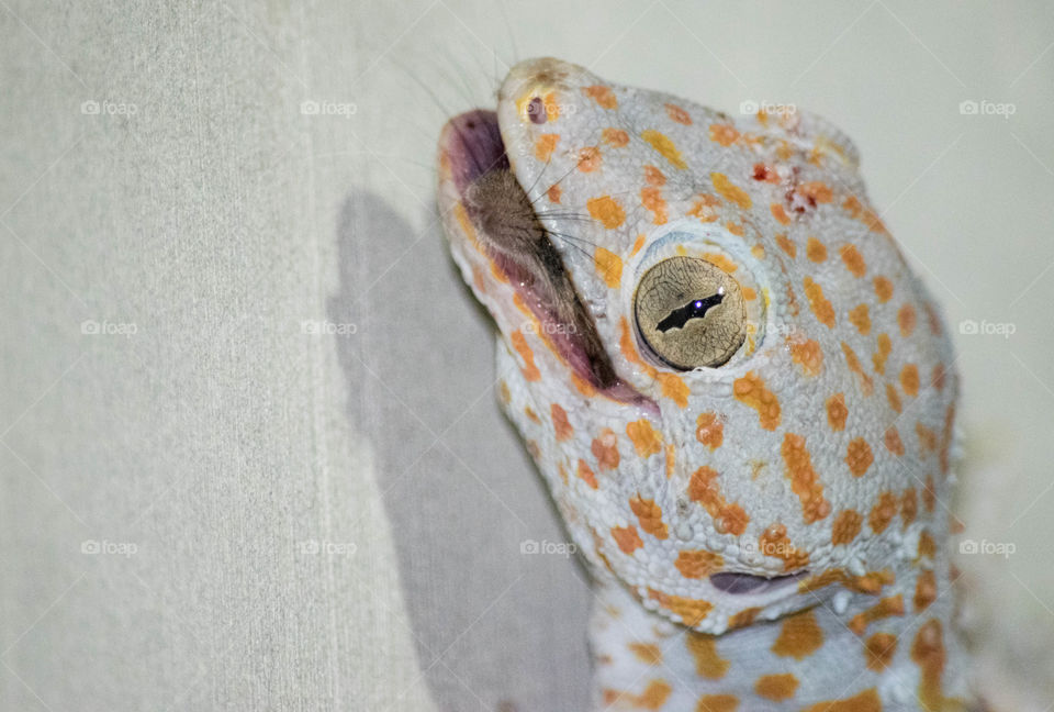 gecko swallowing rat