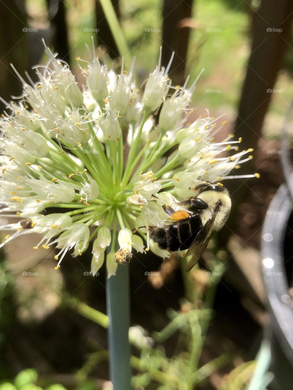 Big bee and little bee on scallion bloom 