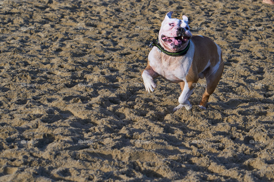 Bulldog inglés blanco jugando en la playa 
