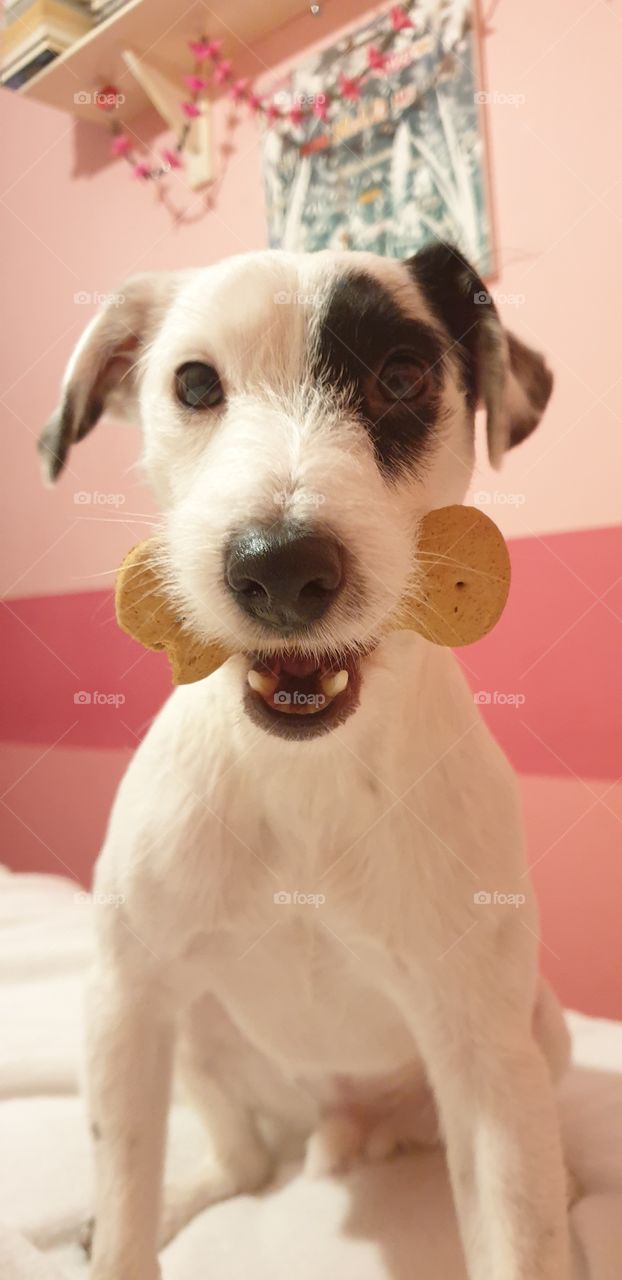 Cute Parson Russell Terrier