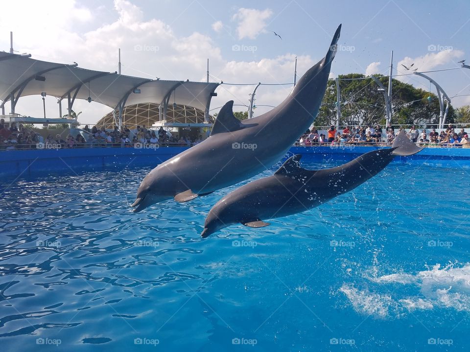Miami dolphins