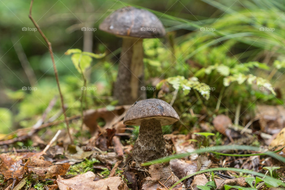 edable mushroom