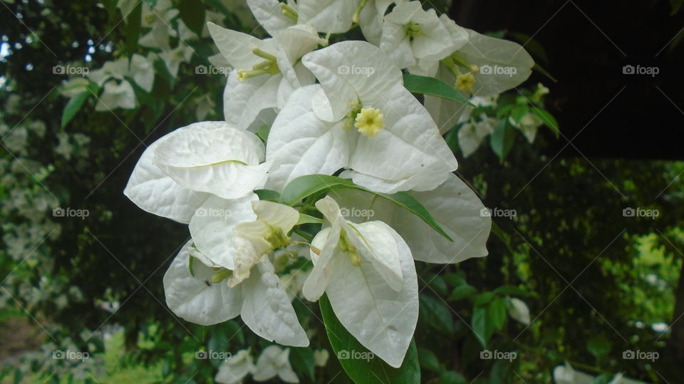 PLANT GARDEN FLOWERS BOTANICAL ENVIRONMENT