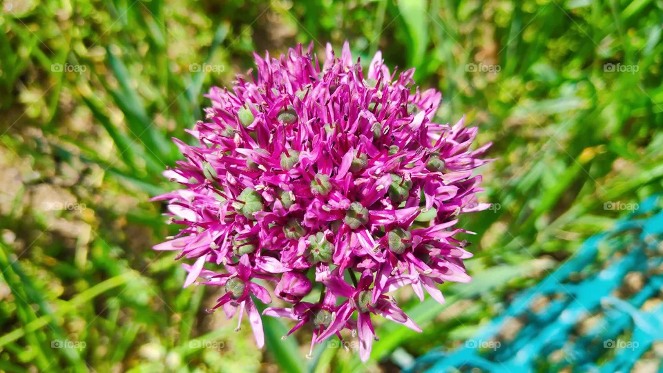 Allium aflatunense