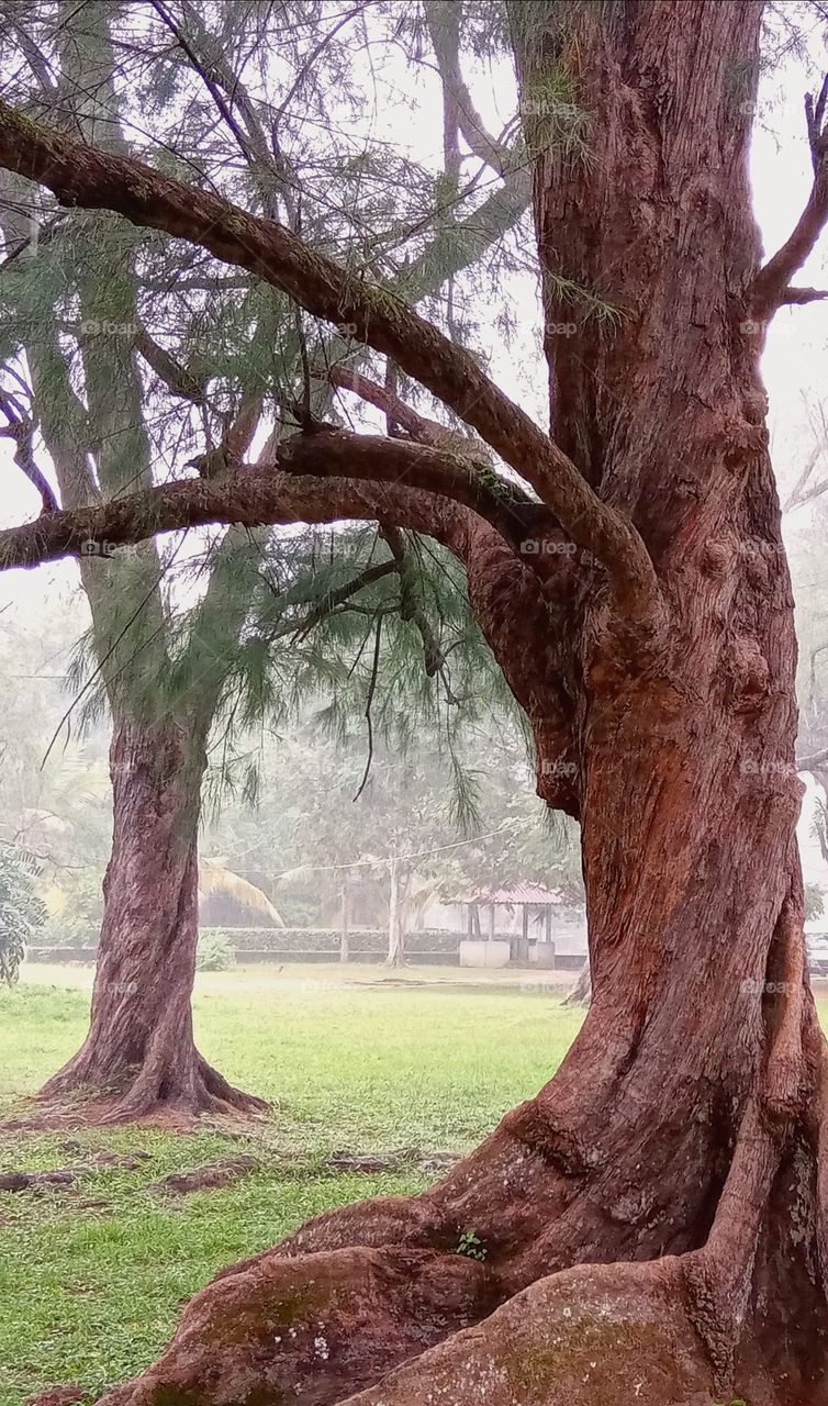 Tree and rain