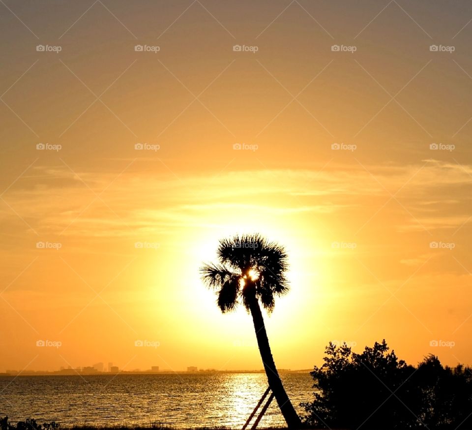 Palm tree in the morning sun