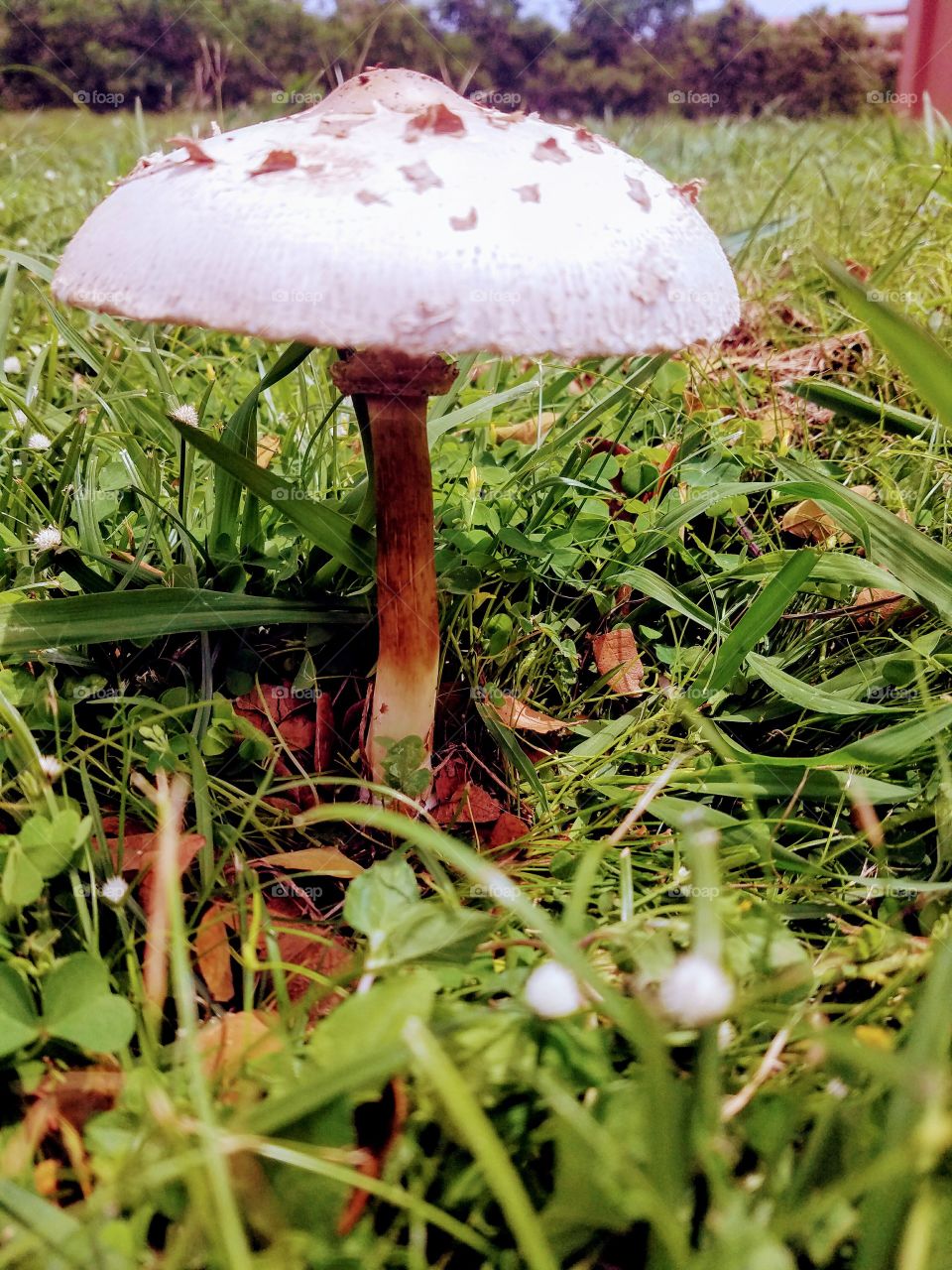 toadstool