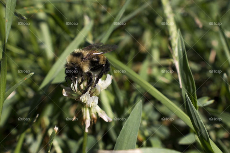 Bee feeding from a flower