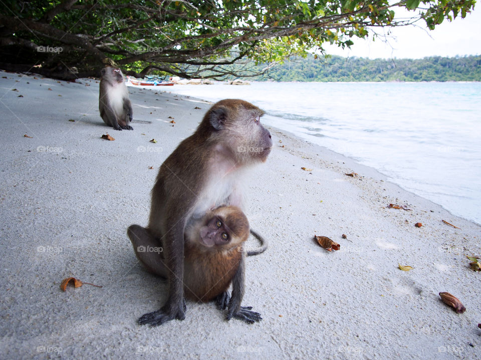 monkeys. monkeys on the beach