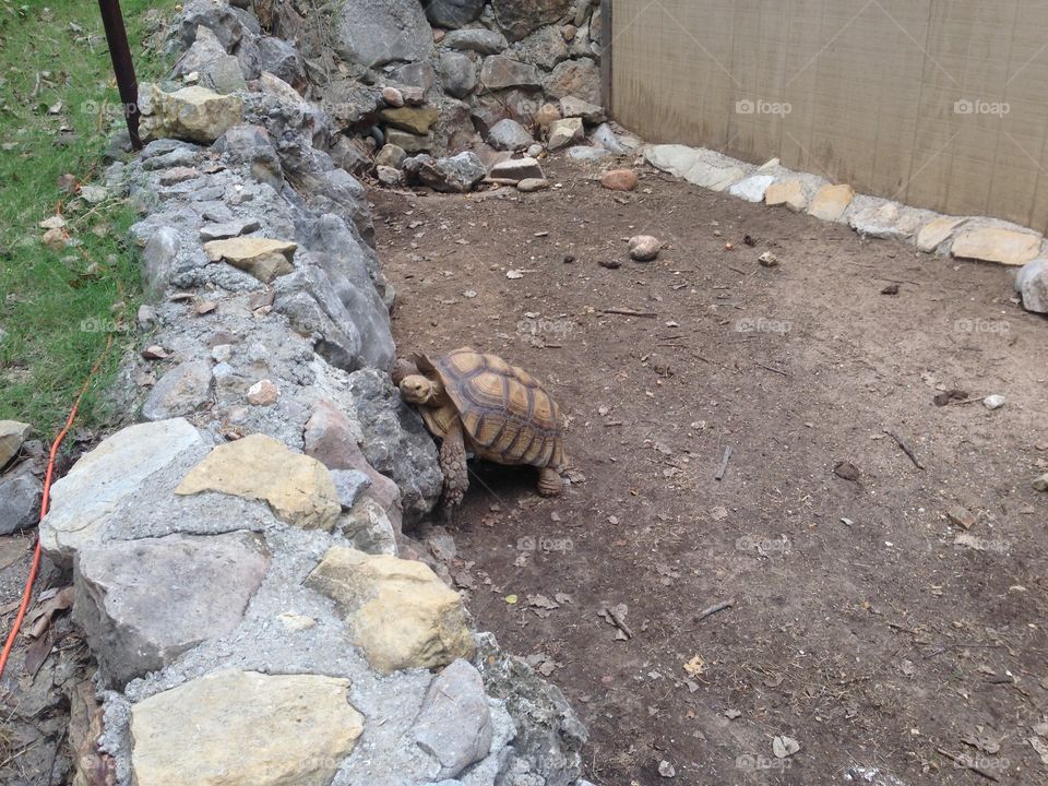 Turtle climbing a rock