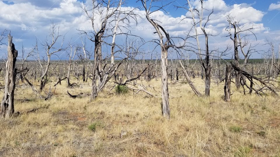 Dead, Burned Trees for Miles Under a Blue Sky in the High Plains Desert