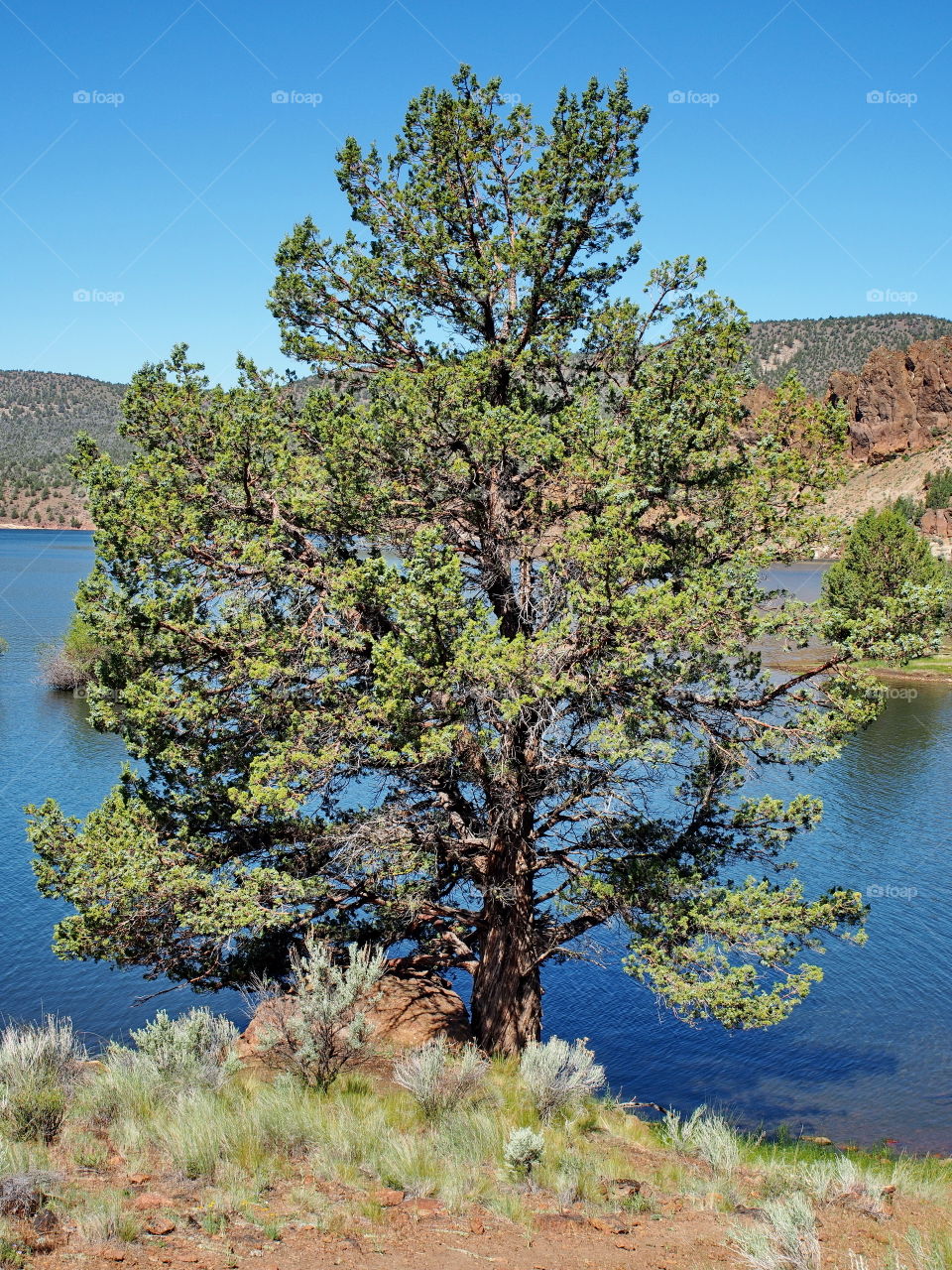 A big juniper tree overlooking the blue waters of Prineville Reservoir in Central Oregon on a summer morning 