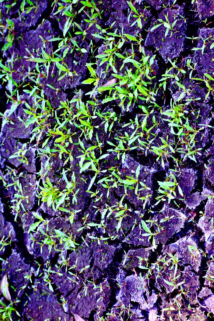 Cracked dry bog bottom and green leaf