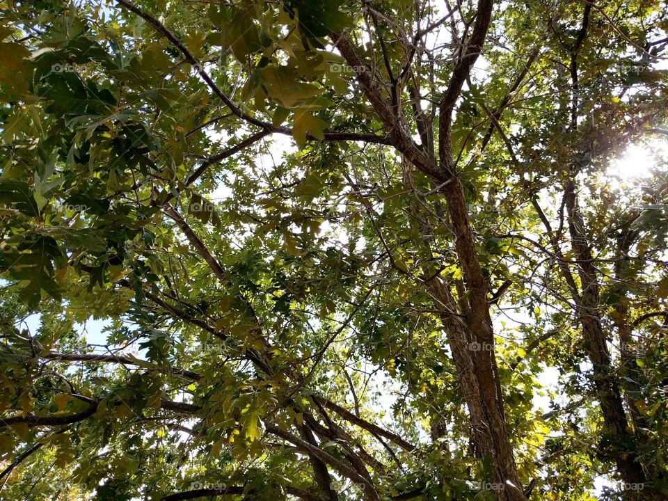 Oak Brush Branches in Summer