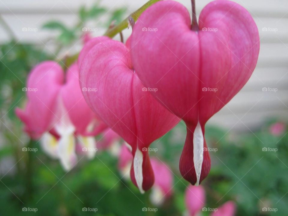 A Bleeding Heart