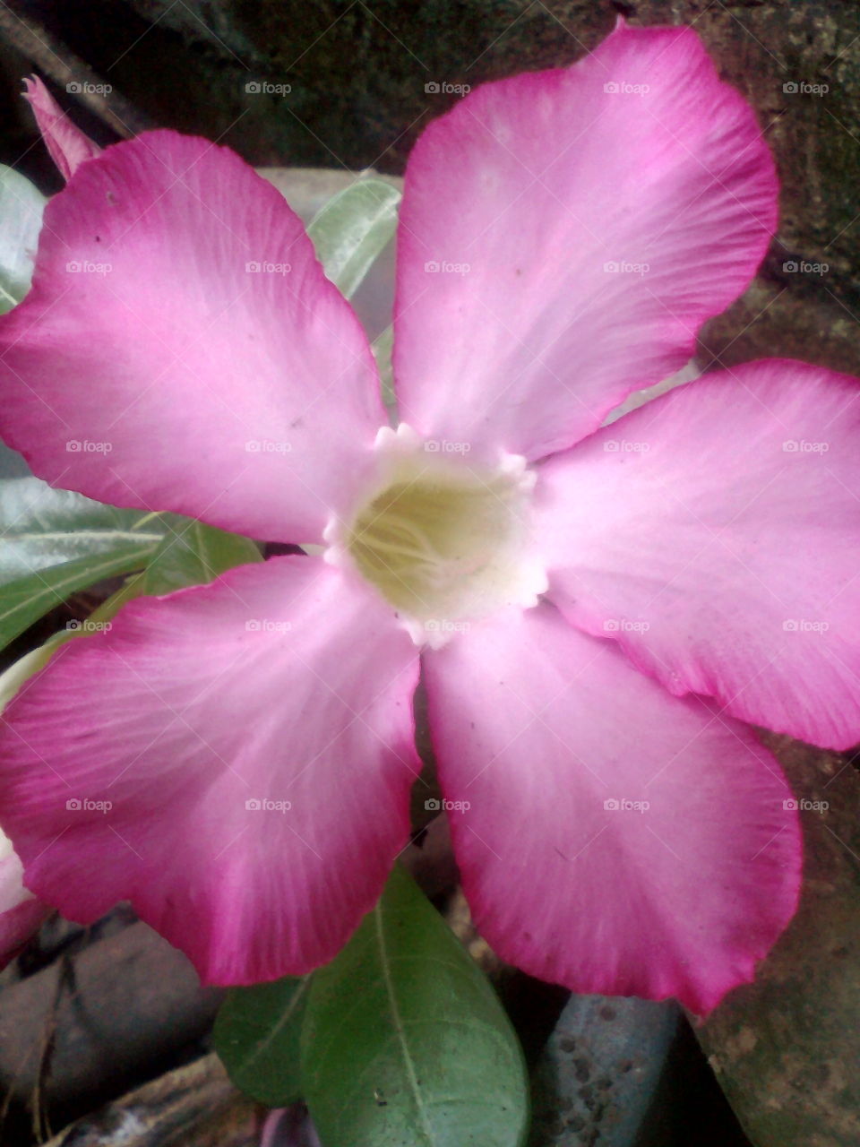 frangipani flower.