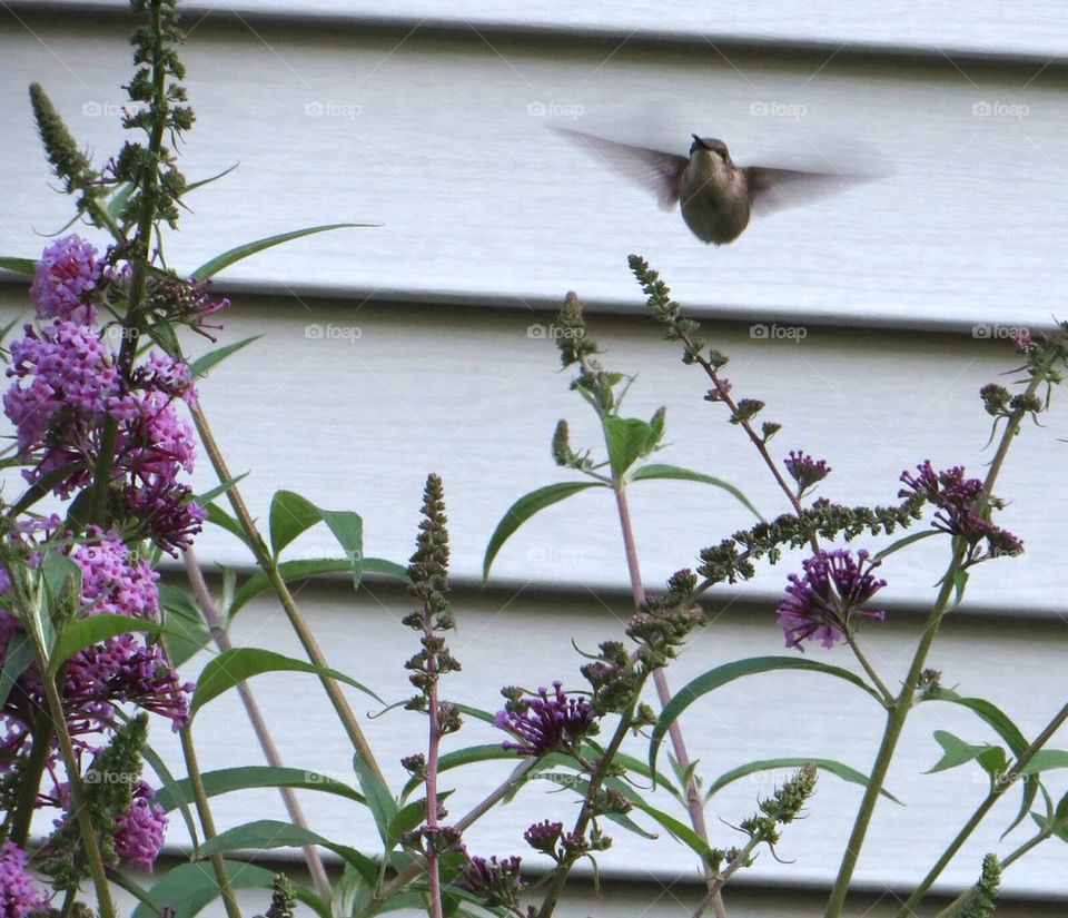 Hummingbird in flight