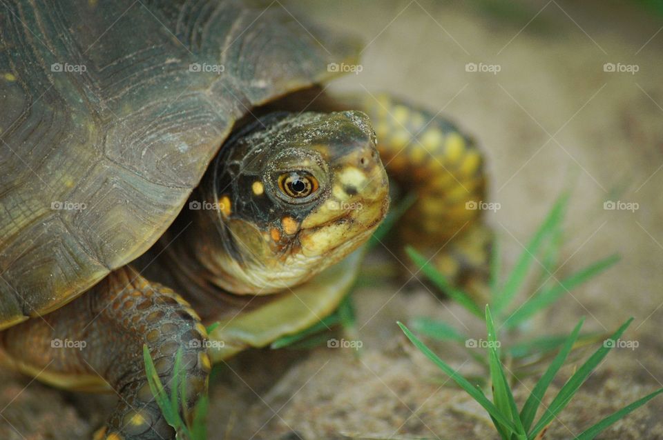box turtle