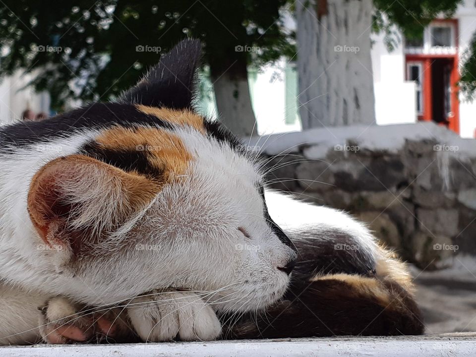 Cat napping in Mykonos