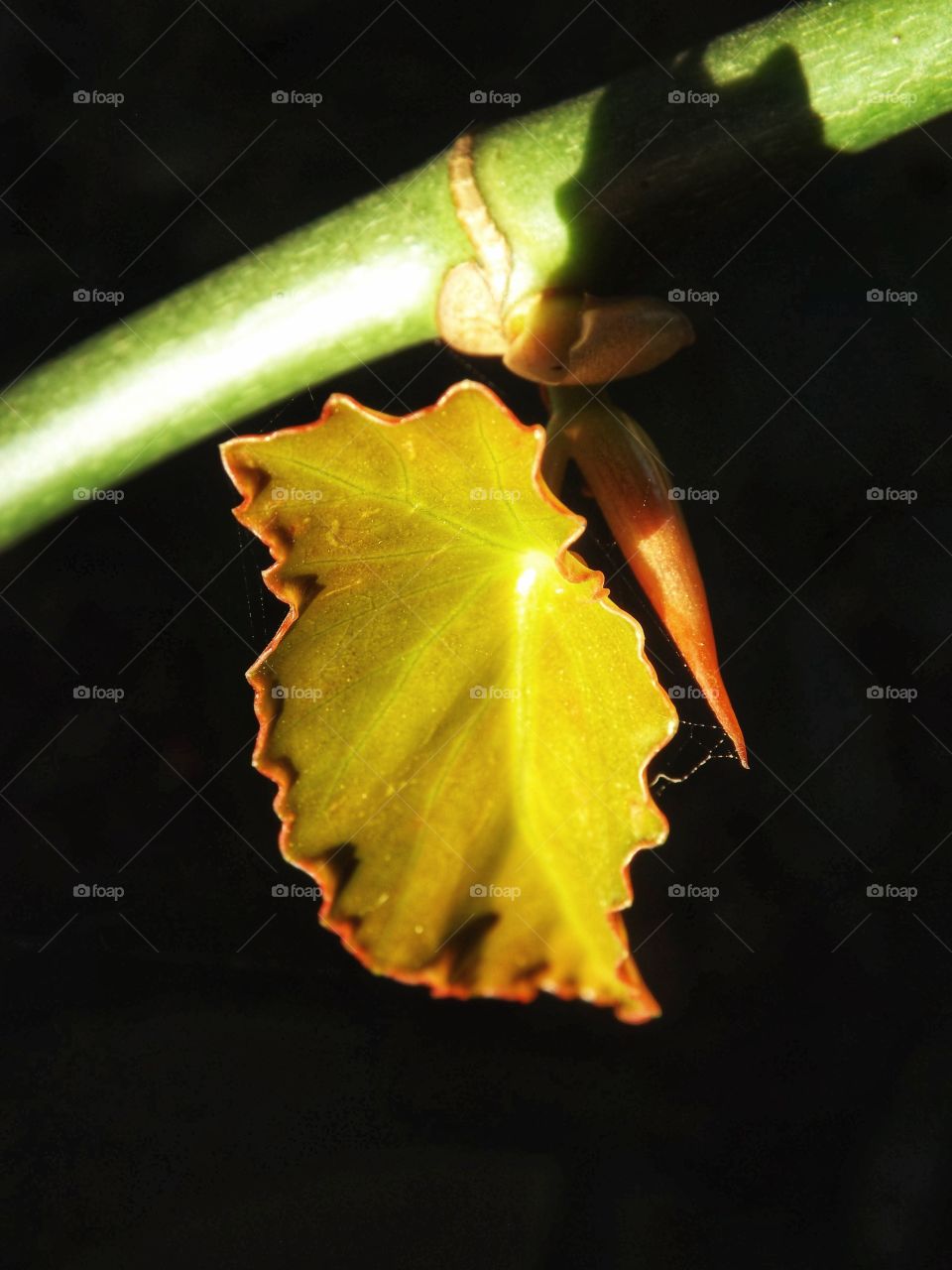 Begônia Maculata native plant of Brazil