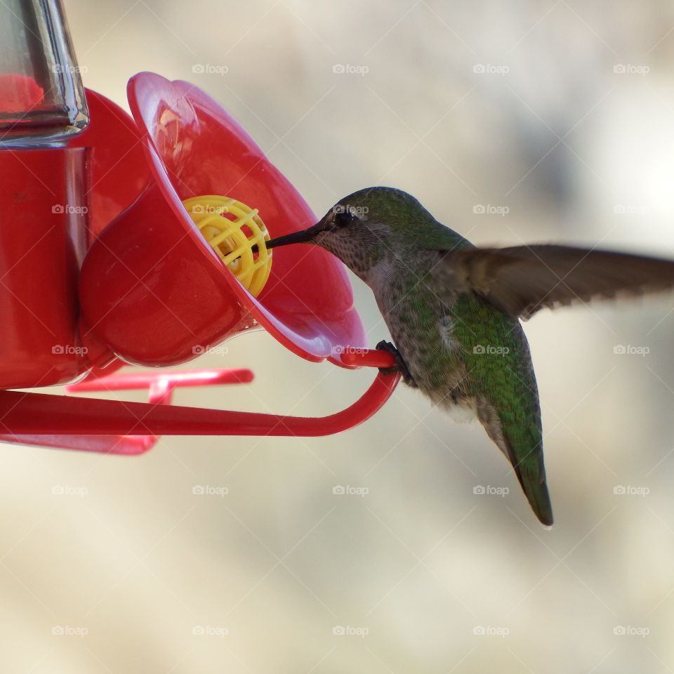 Green hummingbird drinking at red feeder.