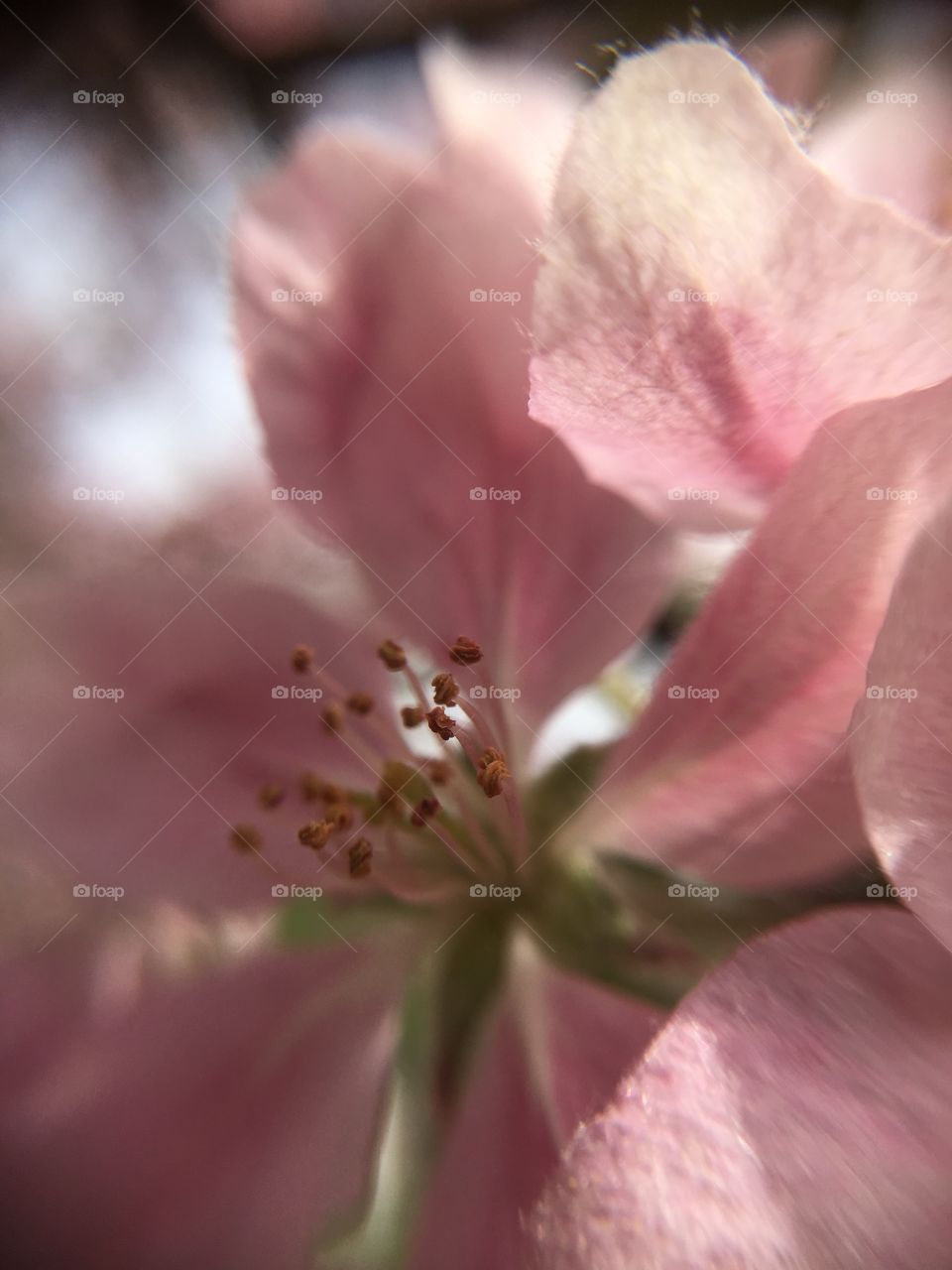 Blossoms in CT in early May