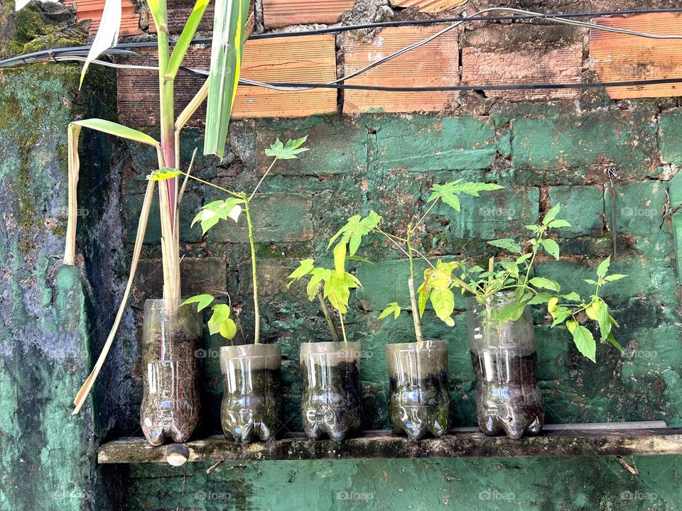 Plants in recyclable bottles at my family's house