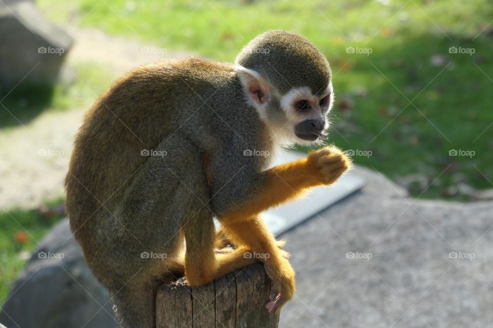 Common squirrel monkey