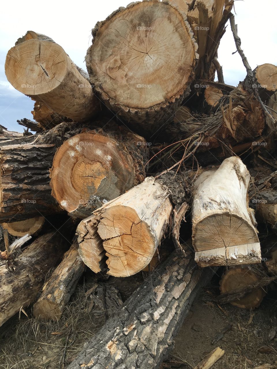 Logging.