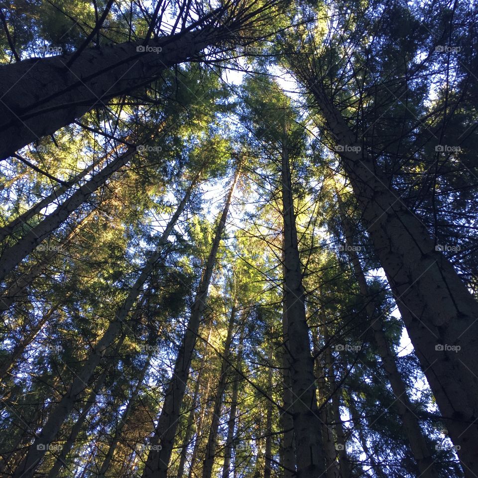 Trees