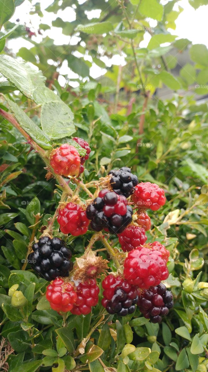 Wildberries in our yard