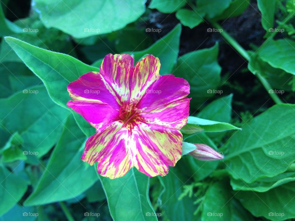 Flowers. A strange,pink flower