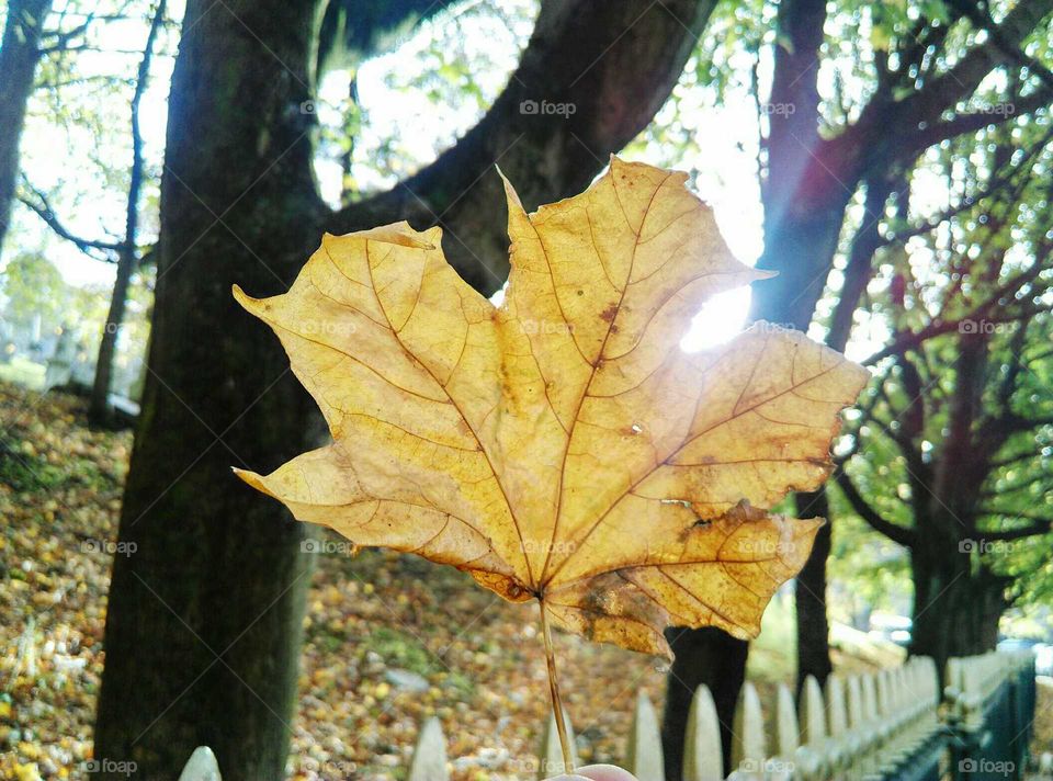 golden leaf