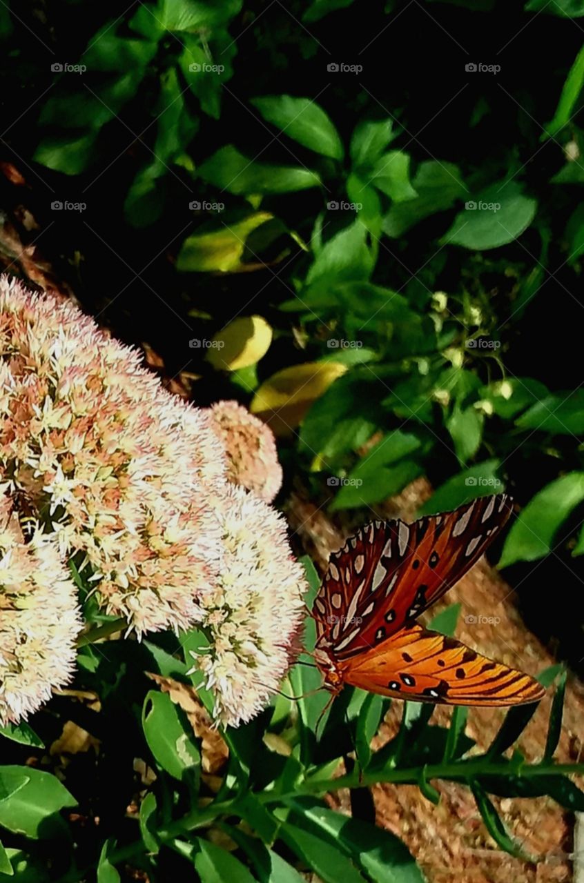 butterfly in garden flowers and foliage autumn fall