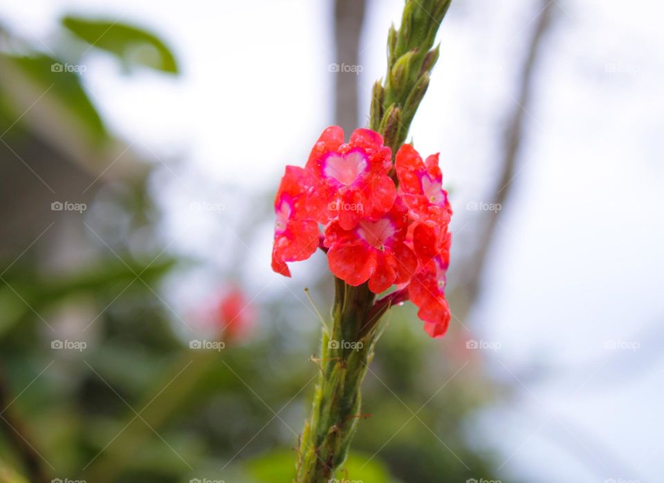 Stachytarpheta urticfolia , verbena family. Beautiful flower and medical plant. Tropical flowers in Costa Rica