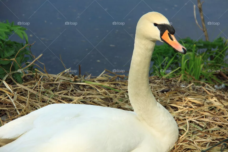 Swans