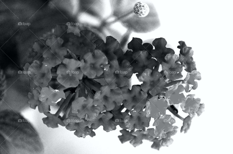 flowers in b&w