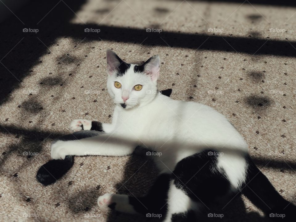 Young cat sunbathes