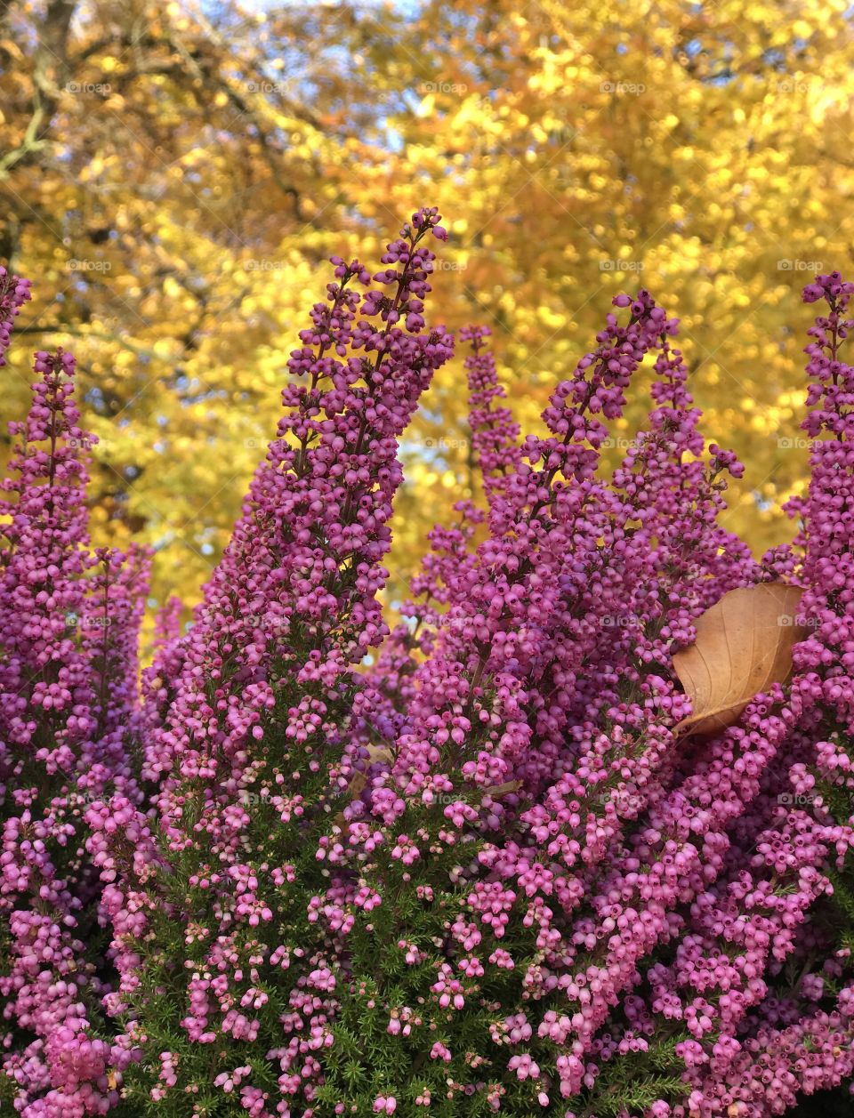 Autumn in the park