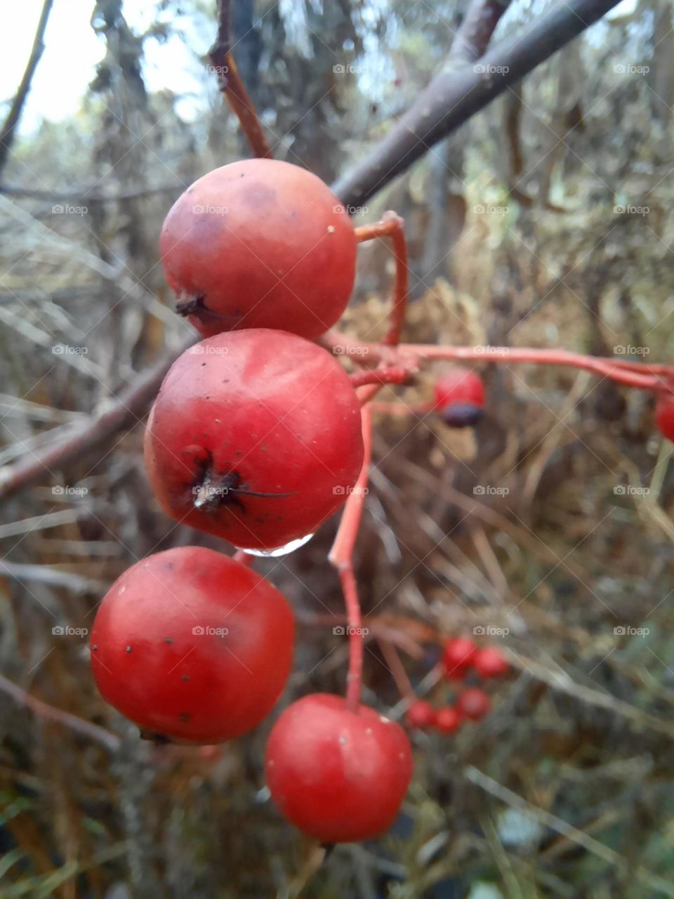 red fruits of Swedish rowan on rainy day